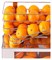 Соковыжималка Frucosol F50 E125849 - фото 2972013 Соковыжималка Frucosol F50 E125849 - фото 2972013