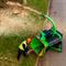 Измельчитель GreenMech QuadChip 160 419-078545 - фото 5949323 Измельчитель GreenMech QuadChip 160 419-078545 - фото 5949323